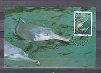 Állat,delfin CM /stamp/