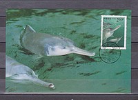 Állat,delfin CM /bélyeg/