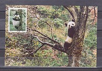 Állat,panda CM /stamp/