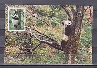 Állat,panda CM /briefmarke/